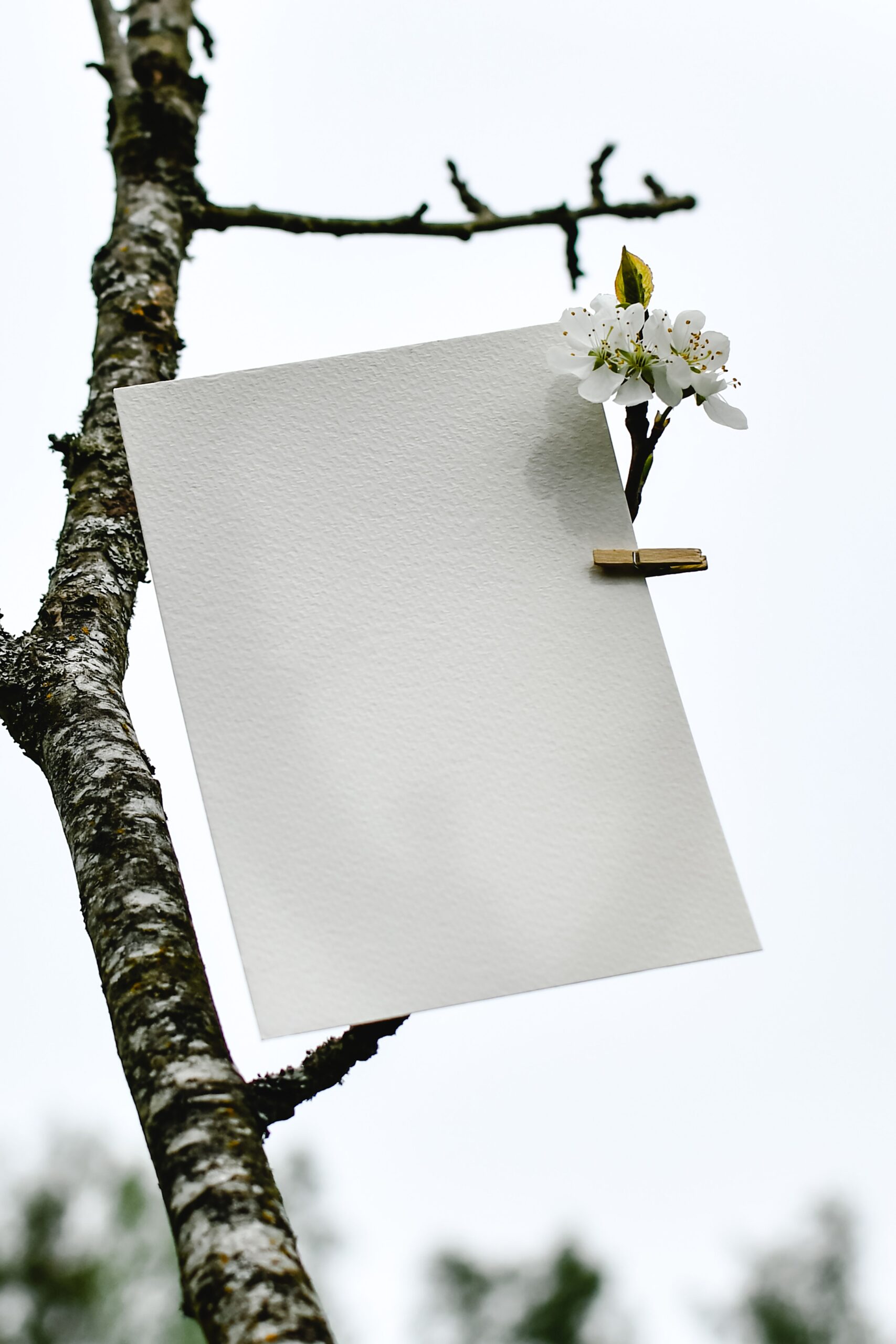 Feuille de papier aquarelle texturée vierge suspendue par une épingle à linge à une branche d'arbre en fleurs