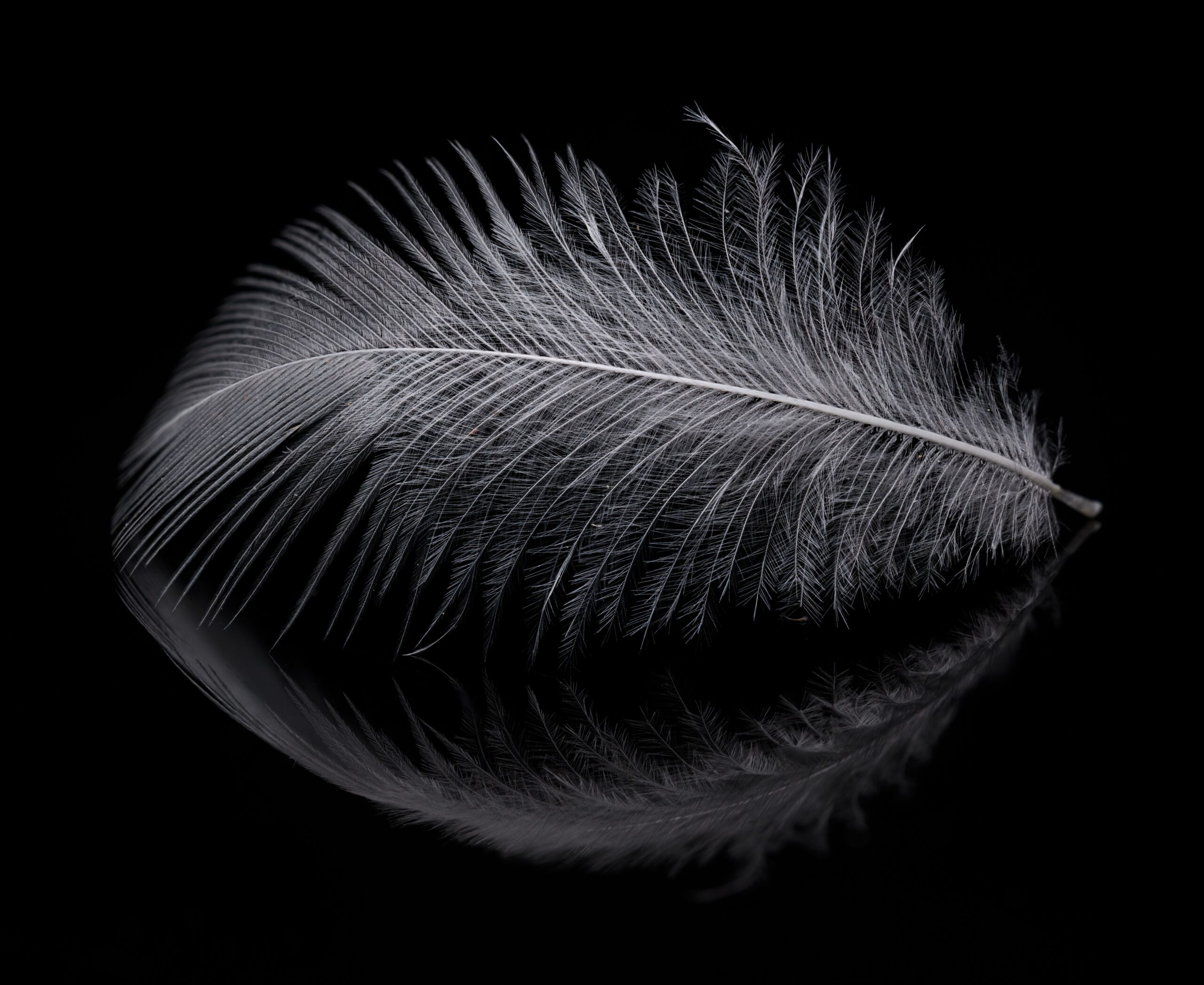 Plume blanche delicate posée sur une surface noire réfléchissante avec son reflet.